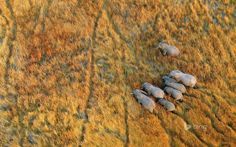 Animals Wildlife Nature