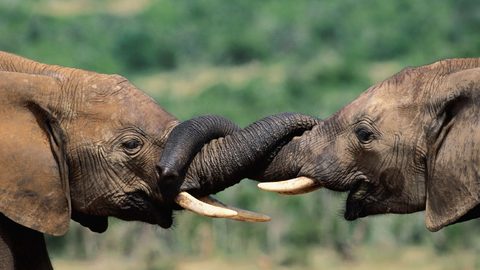 Animals Wildlife Nature