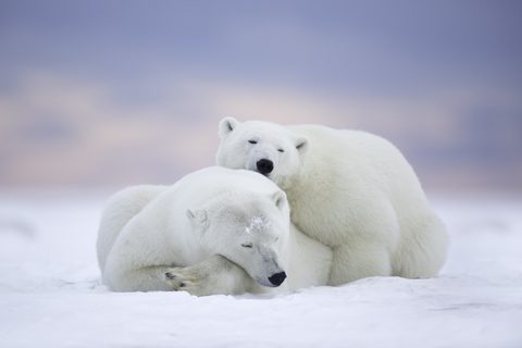 Animals Wildlife Nature