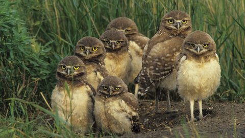 Animals Wildlife Nature