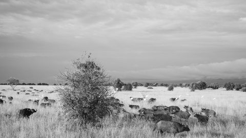 Animals Wildlife Nature