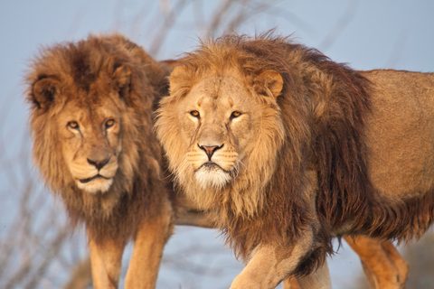 Animals Wildlife Nature
