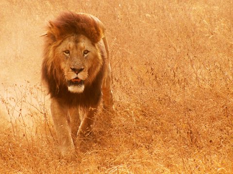 Animals Wildlife Nature