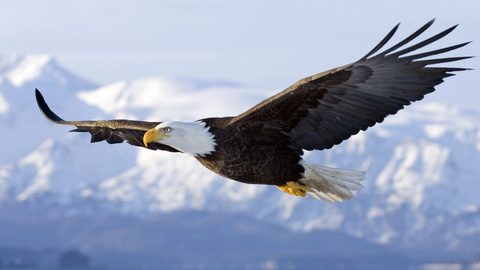 Animals Wildlife Nature
