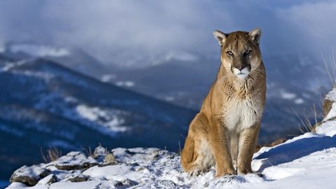 Animals Wildlife Nature