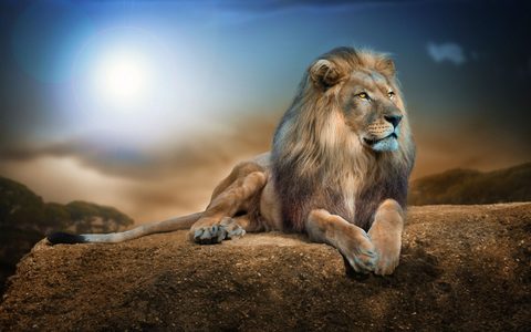 Animals Wildlife Nature