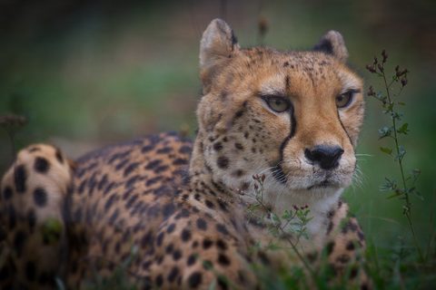 Animals Wildlife Nature