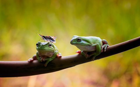 Animals Wildlife Nature