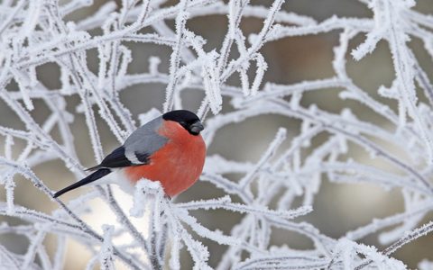 Animals Wildlife Nature