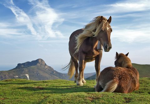 Animals Wildlife Nature