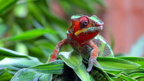 Animals Wildlife Nature