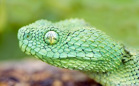 Animals Wildlife Nature