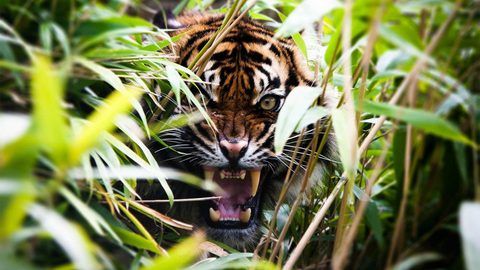 Animals Wildlife Nature