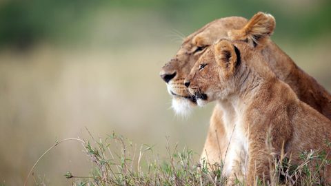 Animals Wildlife Nature