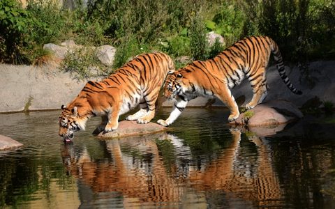 Animals Wildlife Nature
