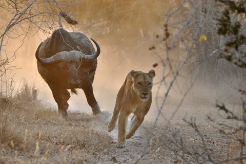 Animals Wildlife Nature