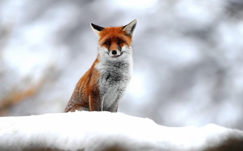 Animals Wildlife Nature