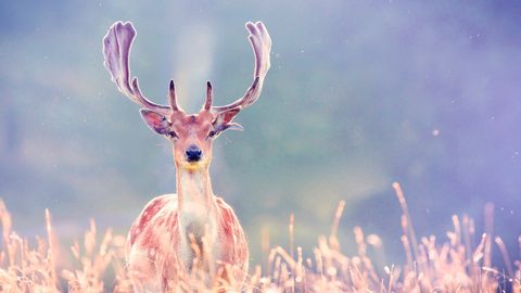 Animals Wildlife Nature