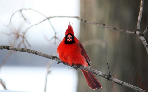 Animals Wildlife Nature