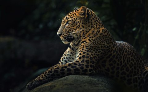 Animals Wildlife Nature