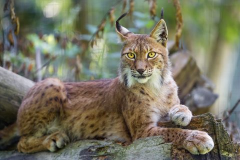 Animals Wildlife Nature