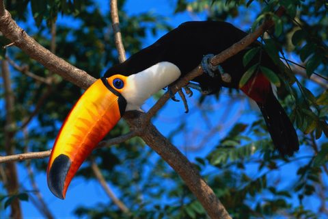 Animals Wildlife Nature