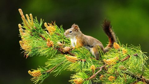 Animals Wildlife Nature