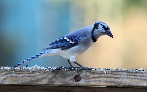 Animals Wildlife Nature