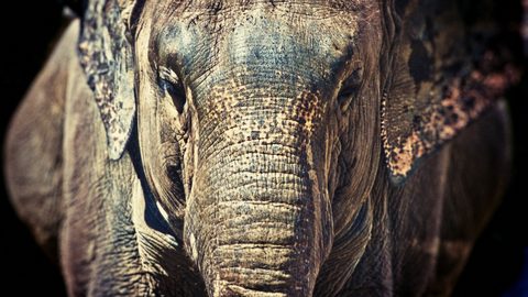 Animals Wildlife Nature
