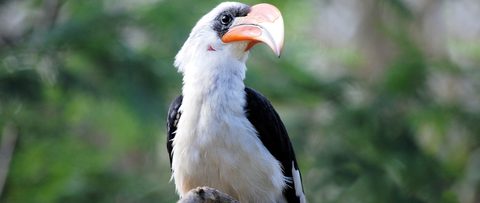 Animals Wildlife Nature