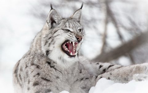 Animals Wildlife Nature