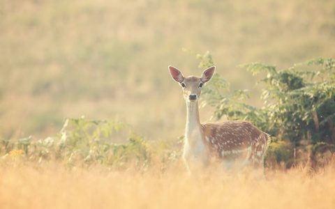 Animals Wildlife Nature