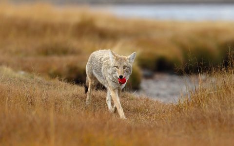 Animals Wildlife Nature