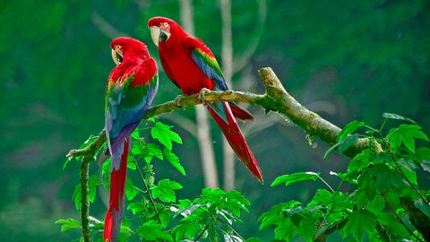 Animals Wildlife Nature