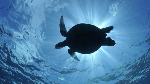Animals Wildlife Nature