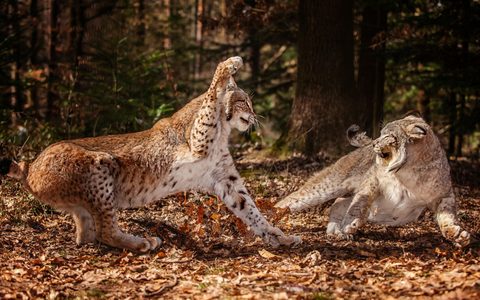 Animals Wildlife Nature