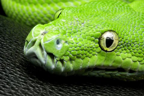 Animals Wildlife Nature