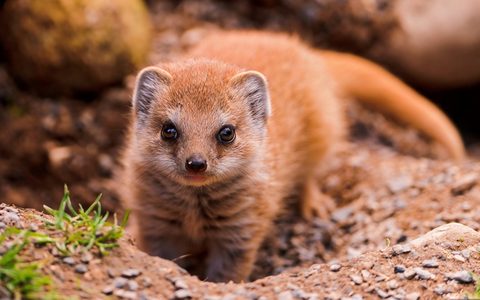 Animals Wildlife Nature