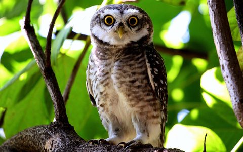 Animals Wildlife Nature