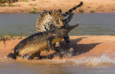 Animals Wildlife Nature