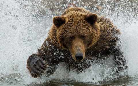 Animals Wildlife Nature