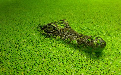 Animals Wildlife Nature
