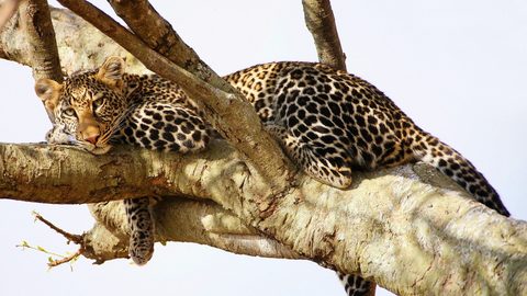 Animals Wildlife Nature