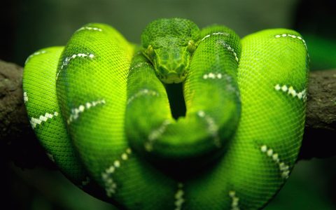 Animals Wildlife Nature