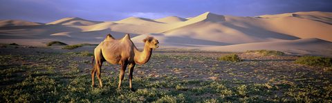Animals Wildlife Nature