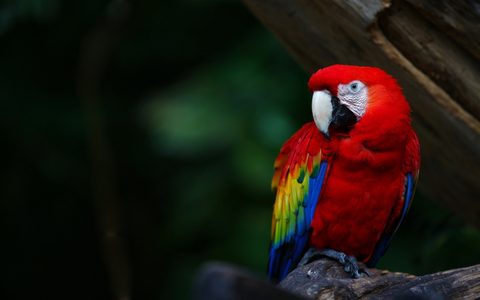 Animals Wildlife Nature