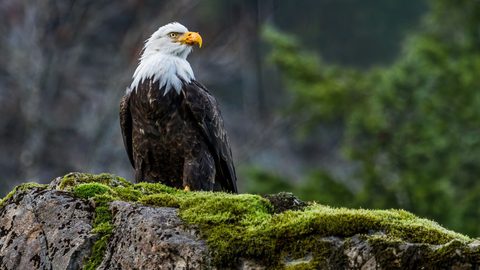 Animals Wildlife Nature