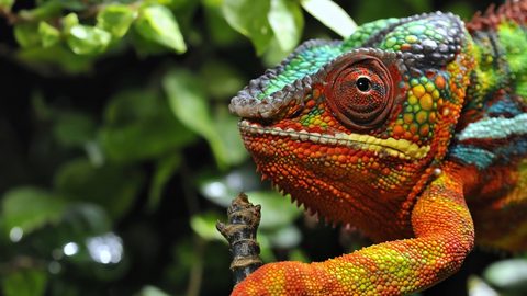 Animals Wildlife Nature