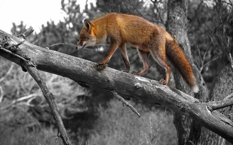 Animals Wildlife Nature