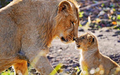 Animals Wildlife Nature